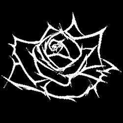 playrose1.jpg